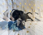 Small Photo #6 Boston Terrier Puppy For Sale in MONTVILLE, OH, USA