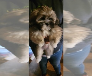 Lhasa Apso Puppy for sale in VANCOUVER, WA, USA