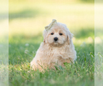 Small Photo #37 Maltipoo (Miniature) Puppy For Sale in WARSAW, IN, USA