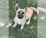 Small #3 Pembroke Welsh Corgi Mix