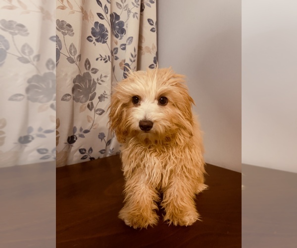 Medium Photo #5 Cavapoo Puppy For Sale in DURHAM, CT, USA