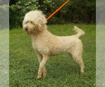 Small Labrador Retriever Mix