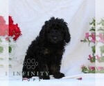 Small #1 Cavapoo