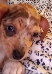 Chihuahua-Chiweenie Mix Puppy for sale in OLIVE HILL, KY, USA