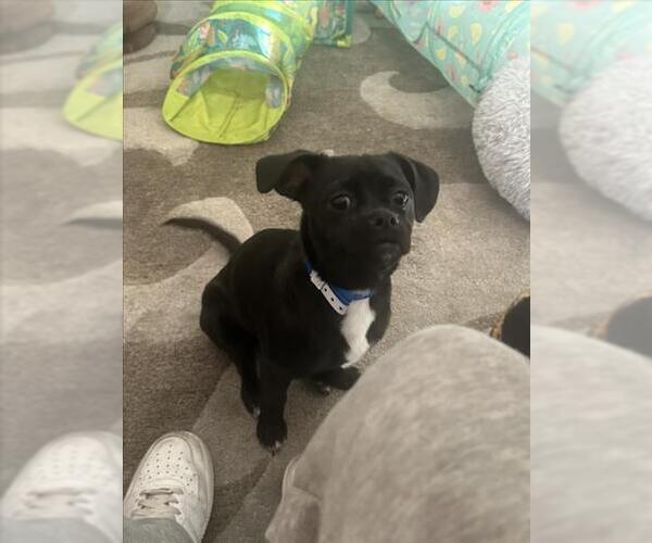 Medium Photo #2 Chihuahua-Unknown Mix Puppy For Sale in Las Vegas, NV, USA