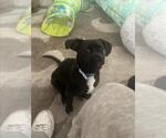 Small Photo #2 Chihuahua-Unknown Mix Puppy For Sale in Las Vegas, NV, USA