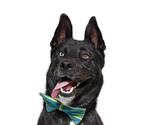 Small #1 German Shepherd Dog Mix