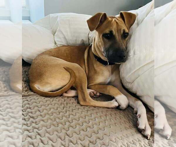 Medium Photo #3 Mutt Puppy For Sale in New York, NY, USA