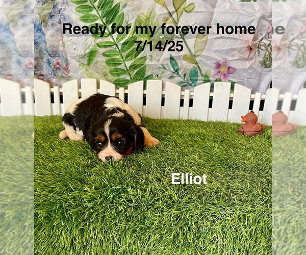 Medium Photo #3 Cavalier King Charles Spaniel Puppy For Sale in MOUNT PLEASANT, MI, USA