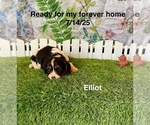 Small #2 Cavalier King Charles Spaniel