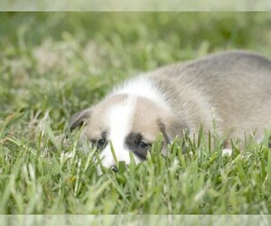 Pembroke Welsh Corgi Puppy for sale in LIBERTY, KY, USA