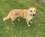 Small Labrador Retriever Mix
