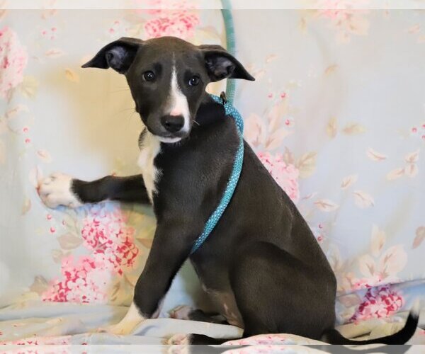 Medium Photo #9 American Pit Bull Terrier-Unknown Mix Puppy For Sale in Rockaway, NJ, USA