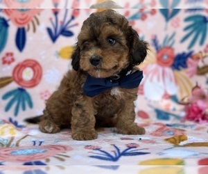 YorkiePoo Puppy for sale in LANCASTER, PA, USA