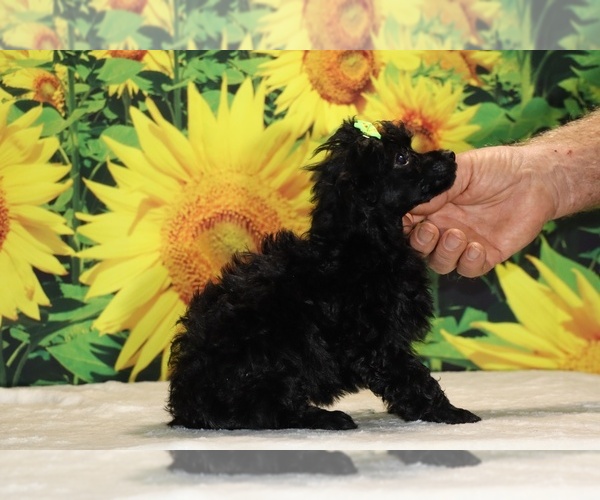 Medium Photo #32 Poodle (Toy) Puppy For Sale in DYERSBURG, TN, USA