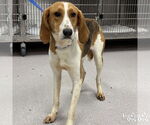 Small American Foxhound Mix