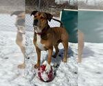 Small #26 Rottweiler Mix