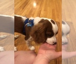 Small Photo #3 Cavalier King Charles Spaniel Puppy For Sale in SHELBYVILLE, KY, USA