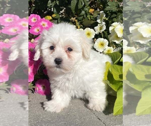 Medium Photo #2 Coton de Tulear Puppy For Sale in CANOGA, NY, USA