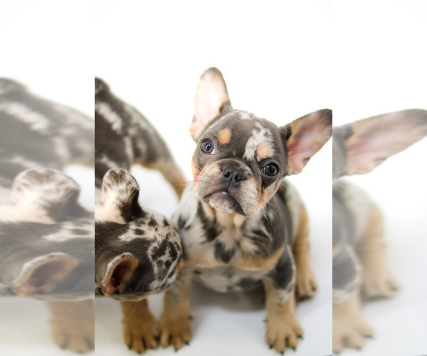 Medium Photo #4 French Bulldog Puppy For Sale in GAINESVILLE, FL, USA