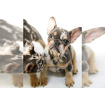 Small Photo #4 French Bulldog Puppy For Sale in GAINESVILLE, FL, USA