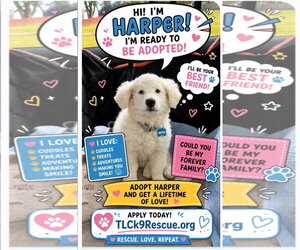 Poodle (Miniature)-Unknown Mix Dogs for adoption in Escondido, CA, USA