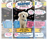 Small Poodle (Miniature) Mix