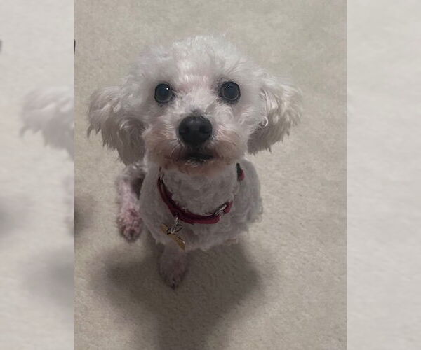 Medium Photo #10 Poochon Puppy For Sale in Mundelein, IL, USA