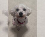 Small #9 Poochon