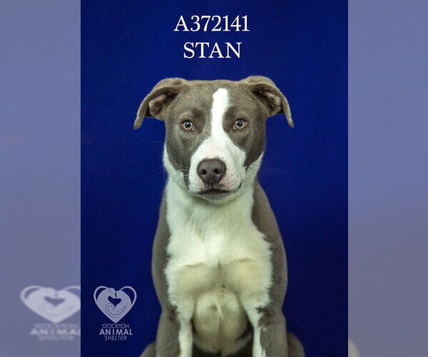 Medium Photo #2 Mutt Puppy For Sale in Stockton, CA, USA