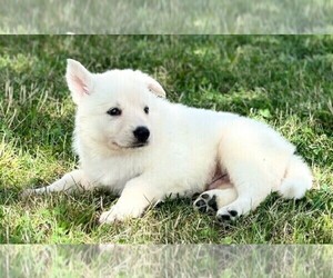 German Shepherd Dog Puppy for sale in CARDINGTON, OH, USA