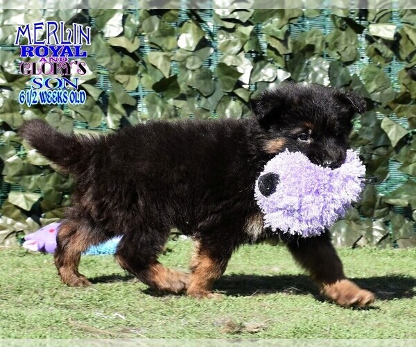 Medium Photo #9 German Shepherd Dog Puppy For Sale in MURRIETA, CA, USA
