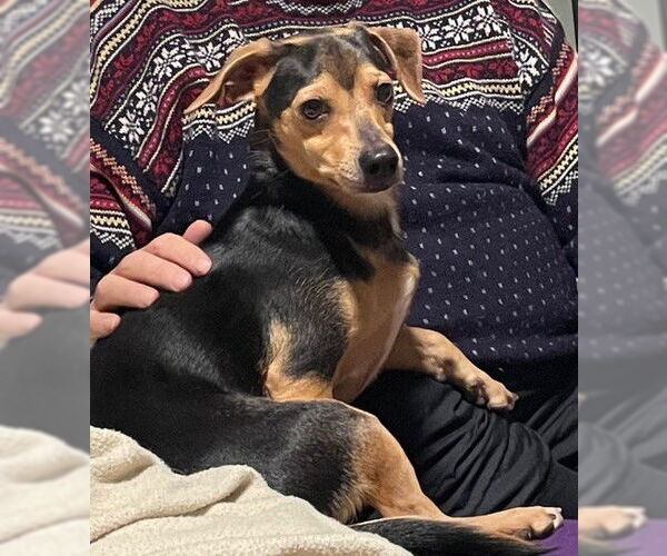 Medium Photo #3 Chihuahua Puppy For Sale in St. Louis Park, MN, USA