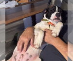 Small Photo #3 Beagle-Unknown Mix Puppy For Sale in Southbury, CT, USA