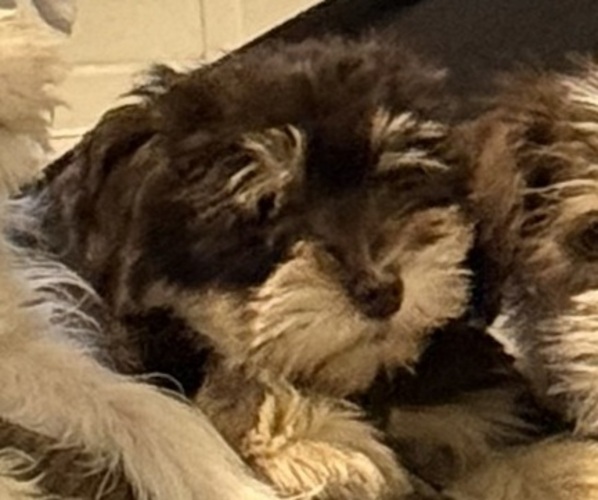 Medium Photo #3 Schnauzer (Miniature) Puppy For Sale in FLAT ROCK, AL, USA