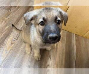 German Shepherd Dog Puppy for sale in CASHTON, WI, USA