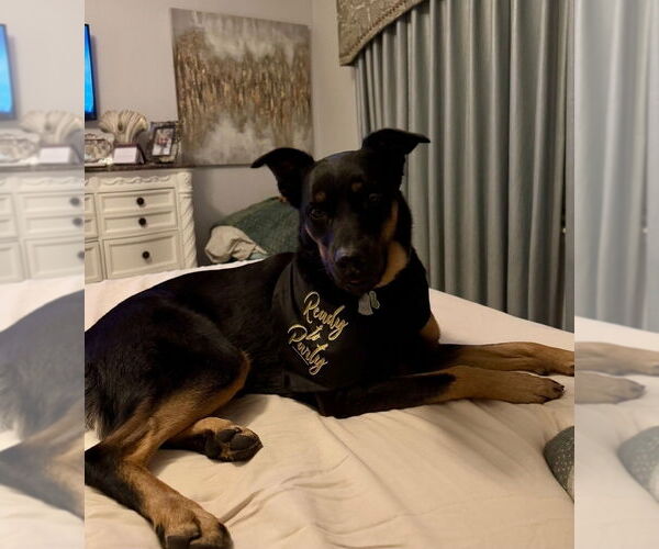 Medium Photo #2 German Shepherd Dog-Unknown Mix Puppy For Sale in Lakewood, CO, USA