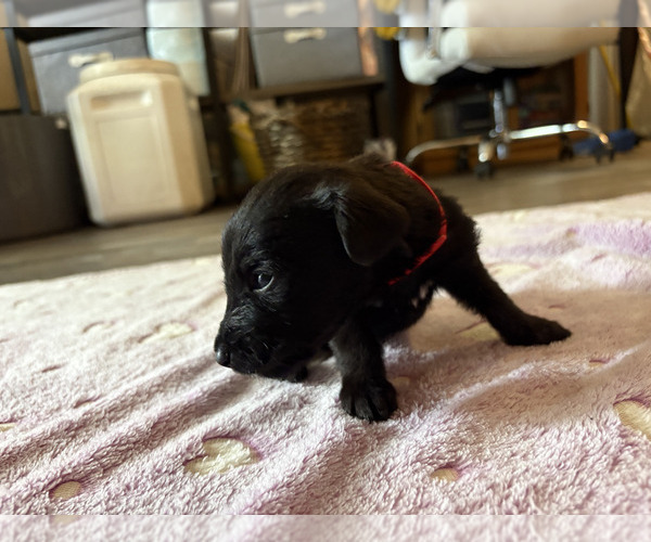 Medium Photo #6 Dutch Shepherd -Golden Retriever Mix Puppy For Sale in LAS VEGAS, NV, USA