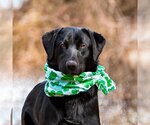 Small Photo #2 Labrador Retriever-Retriever  Mix Puppy For Sale in Unionville, PA, USA