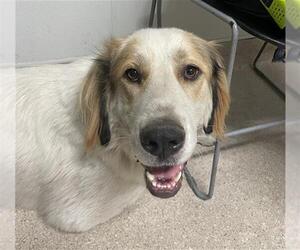 Great Pyrenees Dogs for adoption in Bakersfield, CA, USA