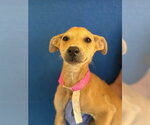 A257099 - Female Parson Russell Terrier-Unknown Mix Dog for Adoption - Small photo