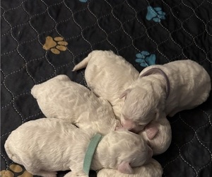 Bichon Frise Puppy for sale in YAKIMA, WA, USA