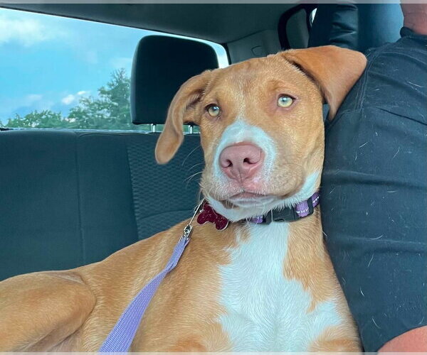 Medium Photo #1 Mutt Puppy For Sale in Mount Laurel, NJ, USA