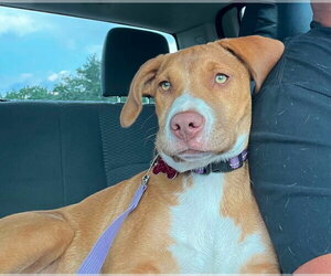 Mutt Dogs for adoption in Mount Laurel, NJ, USA