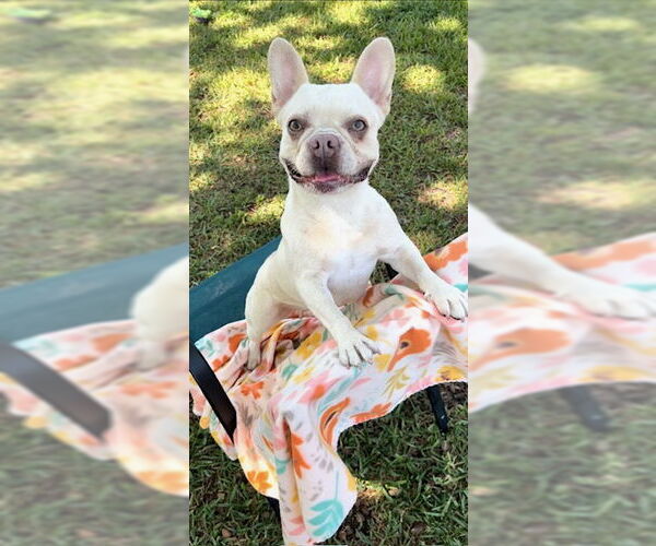 Medium Photo #16 French Bulldog Puppy For Sale in Weston, FL, USA