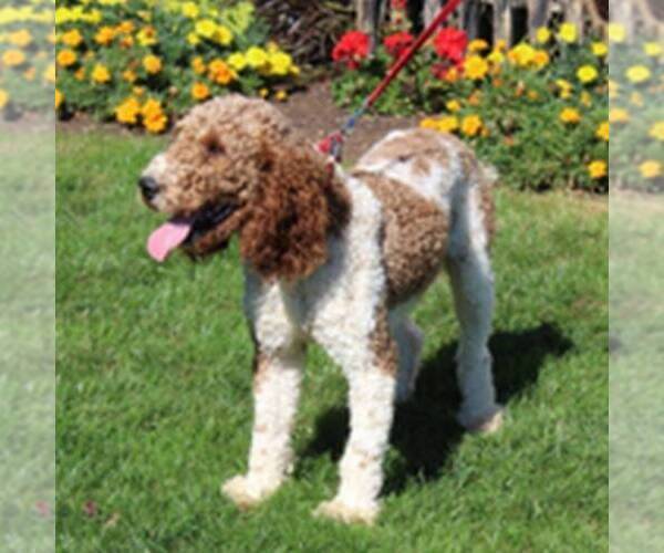 Medium Photo #1 Goldendoodle (Miniature) Puppy For Sale in RONKS, PA, USA