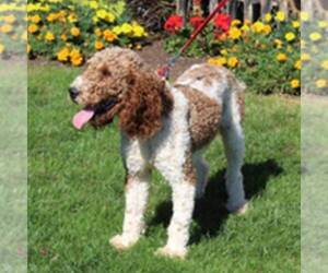 Father of the Goldendoodle (Miniature) puppies born on 03/08/2026