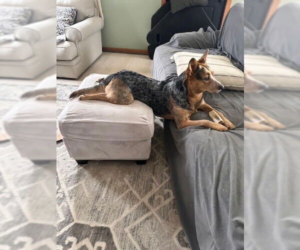 Medium Photo #3 Mutt Puppy For Sale in Garden City, NY, USA