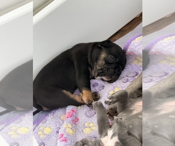 Medium Photo #5 French Bulldog Puppy For Sale in WESLEY CHAPEL, FL, USA