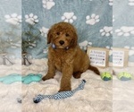 Small #6 Goldendoodle mix (+ Poodle Miniature)